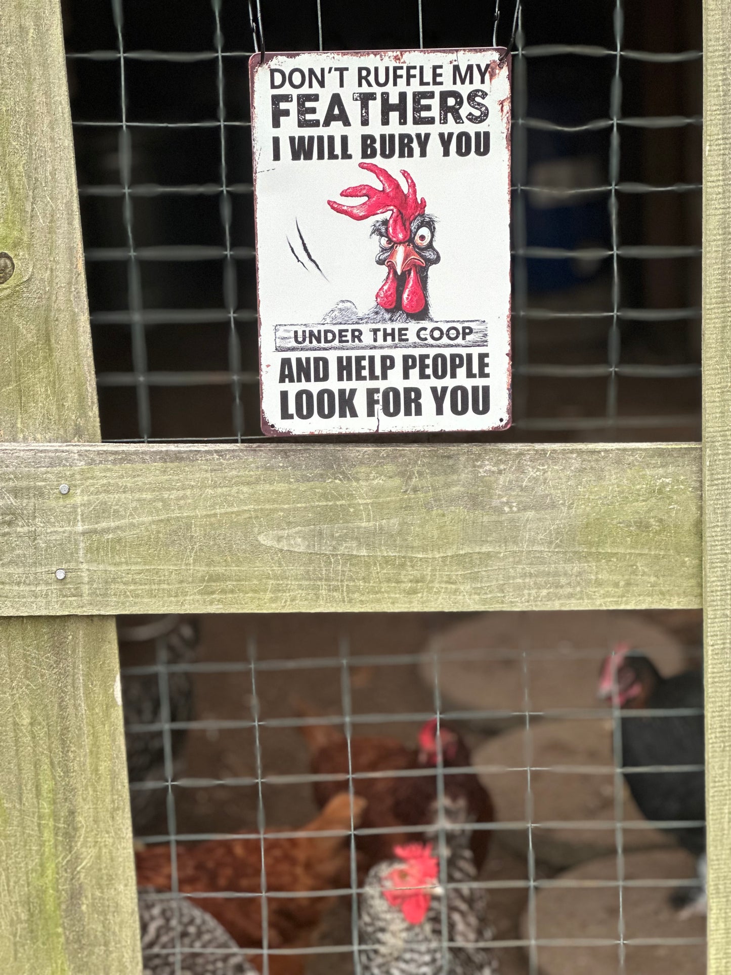 17.6 Funny Chicken Metal Sign