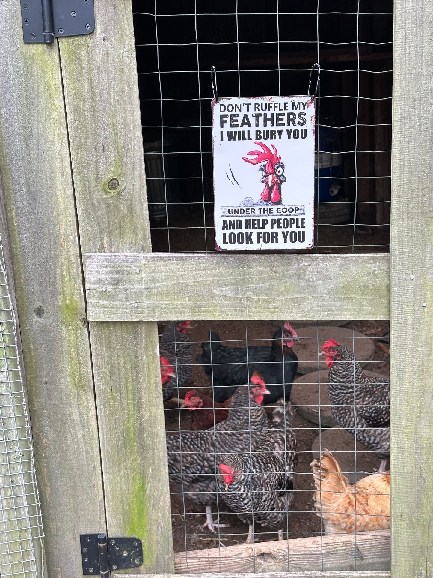 17.6 Funny Chicken Metal Sign